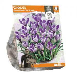 Baltus Crocus Vernus King Of The Striped bloembollen per 10 stuks